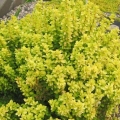 Žutika thunberg aurea (aurea)