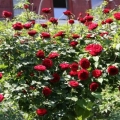 Rosa don juan: sadnja i njega