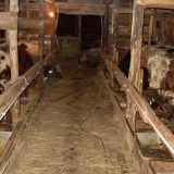 Štala za bikove