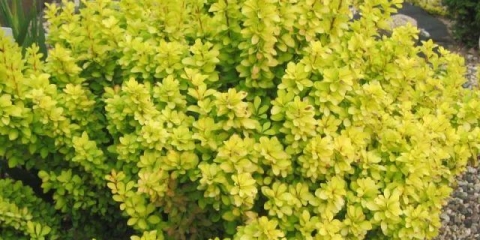 Žutika thunberg aurea (aurea)