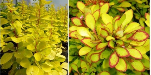 Maria thunberg žutika (berberis thunbergii maria)