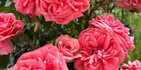 Penjačka ruža floribunda sorta kimono (kimono): sadnja i njega
