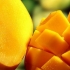 6 Jednostavnih načina da napravite sušeni i sušeni mango kod kuće