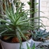 Aloe arborescens (agava)