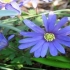 Anemone blanda: sadnja i njega