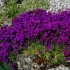 Aubretia (brijanje) višegodišnja: sadnja i njega, fotografija cvijeća u cvjetnjaku