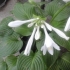 Bijela hosta