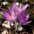 Colchicum svijetao (veseo): opis, zanimljive činjenice