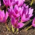 Colchicum lijep (veličanstven): opis, fotografija