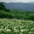 Hogweed: fotografija biljke, opekline