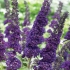 Buddleya david black knight: sadnja i njega