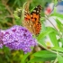 Buddleya david u sibiru