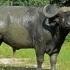 Bivol (goveda)