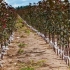 Što je klonska podloga za stablo jabuke u hortikulturi