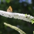 Cimicifuga (crni cohosh) racemoza: korisna svojstva i kontraindikacije