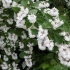 Grubo djelovanje (deutzia scabra): sadnja i njega, fotografija