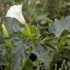 Datura trava: kako izgleda, gdje raste, svojstva