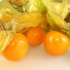 Physalis bobica