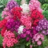 Cvjet jabuke phlox