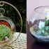 Florarium: sve faze izrade diy