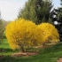 Forsythia linwood