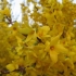 Forsythia intermediate: spectabilis, linwood, goldzauber