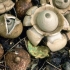 Geastrum trostruki: fotografija i opis