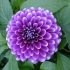 Dahlia blue borba