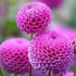 Dahlia pompom: opis + fotografija