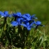 Gentian spring: fotografija i opis