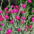 Adonis kožasti (lychnis coronata): opis, fotografija, reprodukcija