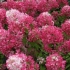 Hydrangea diamond rouge - opis, sadnja i njega