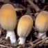 Treperenje gljiva balege: fotografija i opis gljive