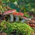 Russula gljiva: fotografija, opis i vrste