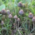 Veselushki gljive (psilocybe polu-lanceolate): fotografija i opis, recenzije