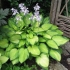 Hosta zlatni standard