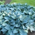 Hosta halcyone