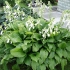 Hosta trputac: fotografija i opis sorti grandiflora, afrodita