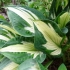 Hosta vihor