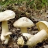 Entoloma otrovna (kositar, otrovna ružičasta ploča): fotografija i opis, značajke