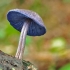 Entoloma jarke boje (jarko obojena ružičasta ploča): fotografija i opis