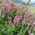 Sainfoin trava: opis, korisna svojstva, primjena