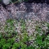 Sjena saxifrage (sjenovita): variegata, auravariegata i druge sorte