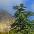 Deodar cedar (himalajski)