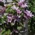 Clematis hegley hibrid