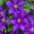 Clematis luther burbank: opis sorte