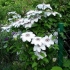 Clematis miss bateman (miss bateman)