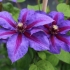 Clematis gospođa thompson: opis, grupa za obrezivanje, fotografija