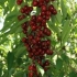 Helena columnar cherry