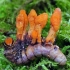 Cordyceps vojni: opis, ljekovita svojstva, fotografija